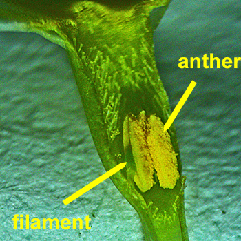 <i>Houstonia caerulea</i> ( Bluet ) flower type with long style and short stamen, closeup of anthers and filament