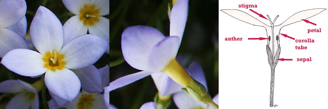 <i>Houstonia caerulea</i> ( Bluet ) flower type with long style and short stamen