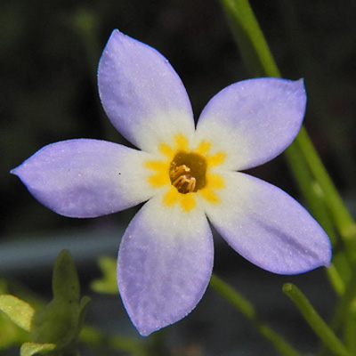 <i>Houstonia caerulea</i> ( Bluet ) 5 petal flower