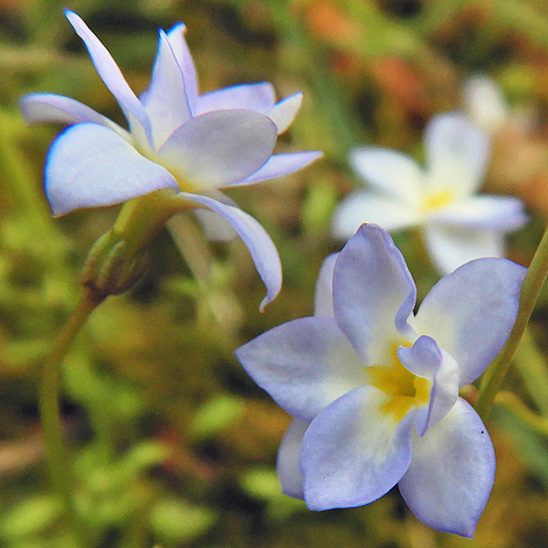 <i>Houstonia caerulea</i> ( Bluet ) double flower