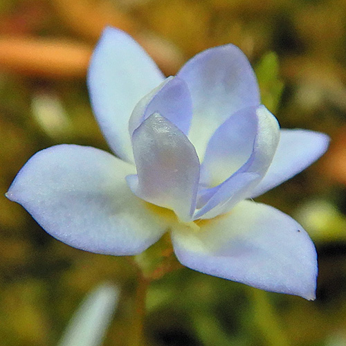 <i>Houstonia caerulea</i> ( Bluet ) double flower