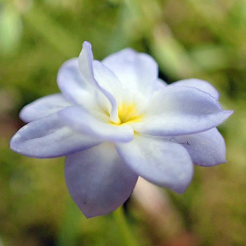 <i>Houstonia caerulea</i> ( Bluet ) double flower