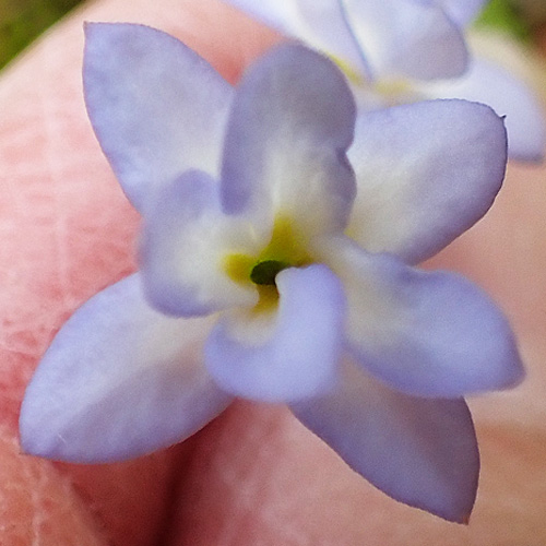 <i>Houstonia caerulea</i> ( Bluet ) double flower