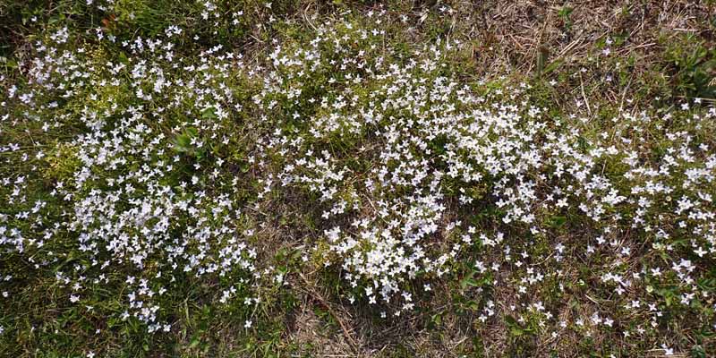 <i>Houstonia caerulea</i> ( Bluet ) large population