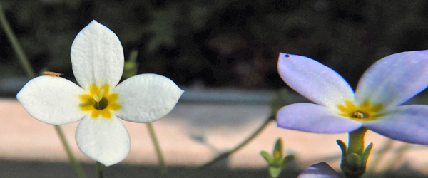 <i>Houstonia caerulea</i> ( Bluet ) white flower
