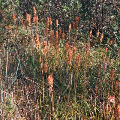 Narthecium americanum - Bog Asphodel - fruit development