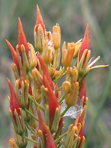 Narthecium americanum - Bog Asphodel - fruit development