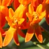 <i>Asclepias tuberosa</i> ( Butterfly Milkweed, Butterfly Weed )