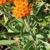 <i>Asclepias tuberosa</i> ( Butterfly Milkweed, Butterfly Weed )
