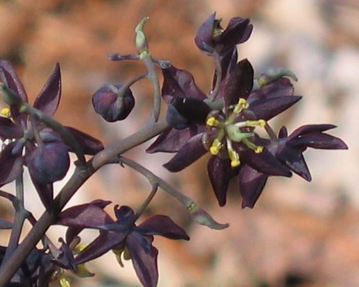 Caulophyllum thalictroides (Blue Cohosh)