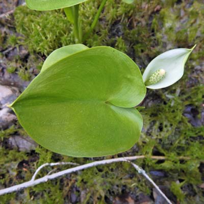 Calla palustris - Wild Calla - leaves