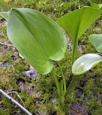 Calla palustris - Wild Calla - leaves