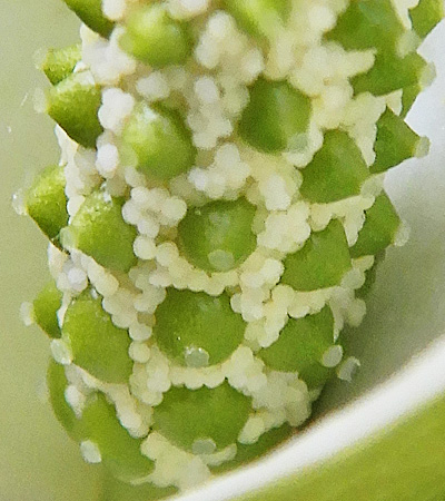Calla palustris - Wild Calla - flower spadix, stamen, pistil, bisexual, male