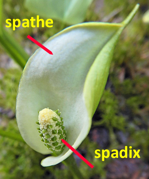 Calla palustris - Wild Calla - flower Spathe, Spadix