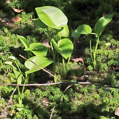 Calla palustris - Wild Calla - leaves