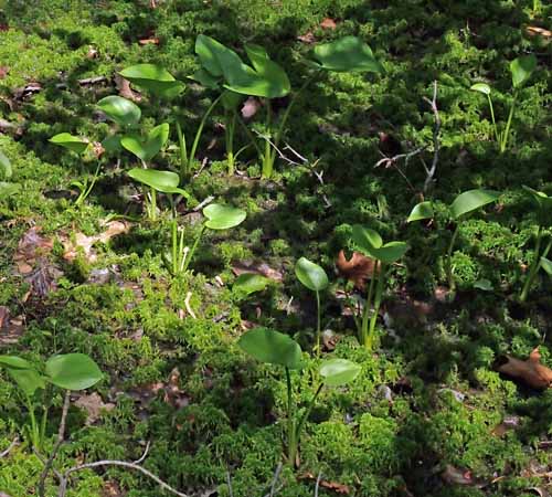 Calla palustris - Wild Calla -habitat 