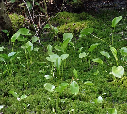 Calla palustris - Wild Calla - habitat 