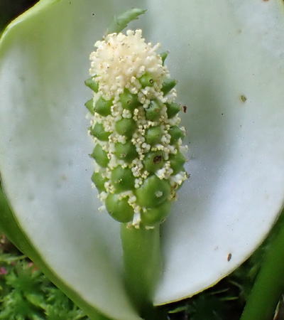 Calla palustris - Wild Calla - flower spadix, stamen, pistil, bisexual, male