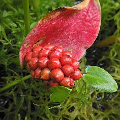 Calla palustris - Wild Calla - fruit