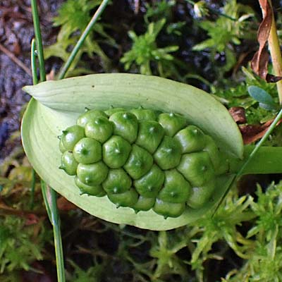 Calla palustris - Wild Calla - fruit