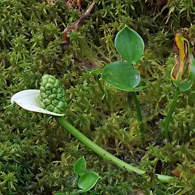 Calla palustris - Wild Calla - fruit