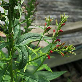 Lobelia cardinalis - Cardinal Flower, flower stalk from leaf axils 