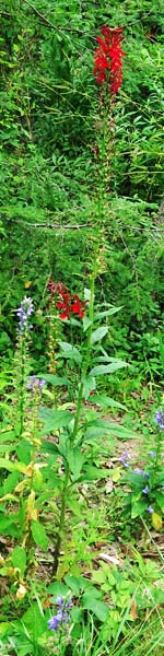 Lobelia cardinalis - Cardinal Flower, plant, stem with flowers on top and leaves lower 