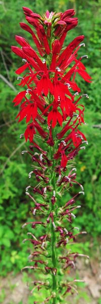 Lobelia cardinalis - Cardinal Flower - inflorescence - raceme