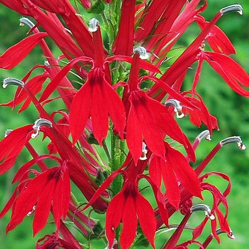 Lobelia cardinalis - Cardinal Flower - Flowers, male phase, female phase