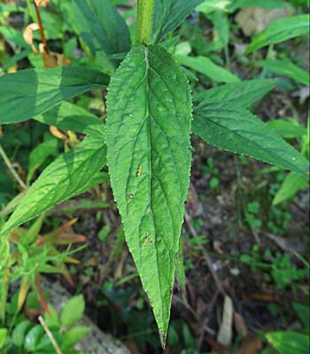 Lobelia cardinalis - Cardinal Flower, leaves 