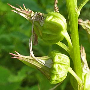 Lobelia cardinalis - Cardinal Flower - developing fruit