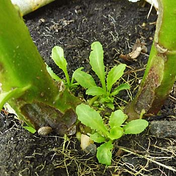 Lobelia cardinalis - Cardinal Flower, basal rosettes