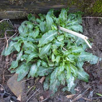 Lobelia cardinalis - Cardinal Flower, basal rosettes 