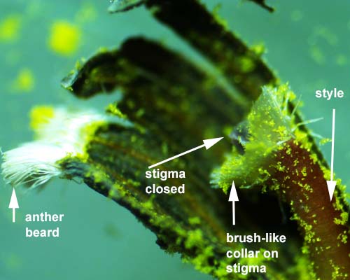 Lobelia cardinalis - Cardinal Flower - stigma with bristles and style inside fused anther, microscope