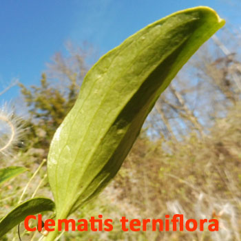Clematis terniflora - Autumn clematis  leaf margin - entire, smooth, no teeth