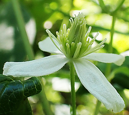 Clematis virginiana  - Virgin’s Bower  - female flower close-up
