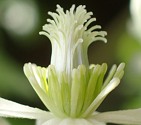 Clematis virginiana  - Virgin’s Bower  - female flower close-up, staminodes