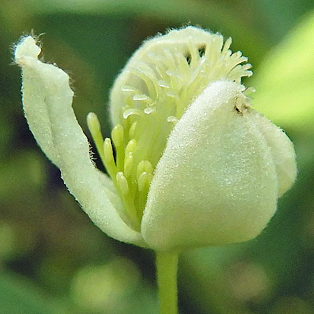 Clematis virginiana  - Virgin’s Bower  - female flower close-up
