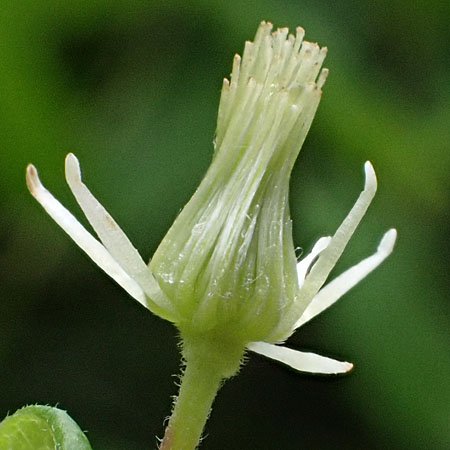 Clematis virginiana  - Virgin’s Bower  - female flower close-up, staminodes