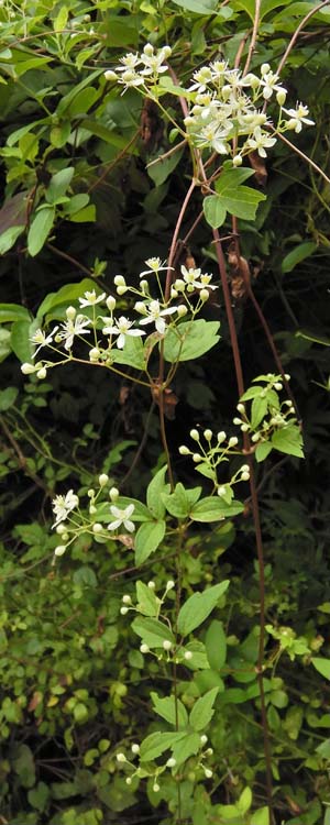 Clematis virginiana - Virgin’s Bower  leaves, vine