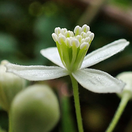 Clematis virginiana - Virgin’s Bower - male flower close-up