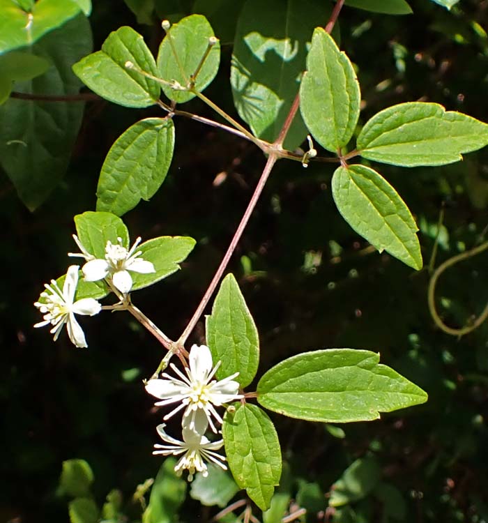 Clematis virginiana - Virgin’s Bower - leaves