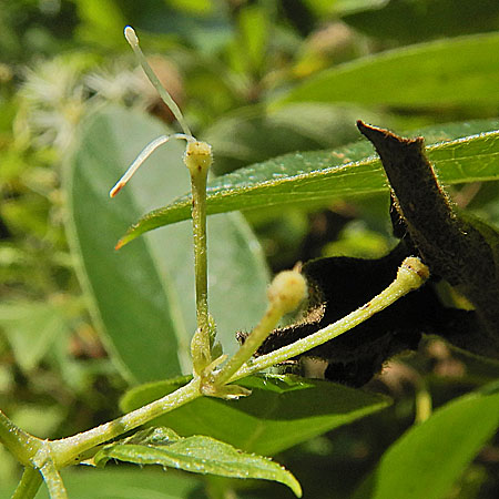 Clematis virginiana  - Virgin’s Bower  - male flower close-up