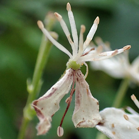 Clematis virginiana  - Virgin’s Bower  - male flower close-up