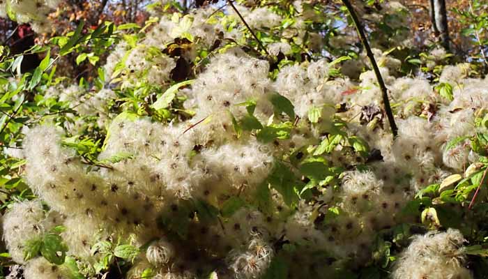 Clematis virginiana - Virgin’s Bower, vine covering shrub