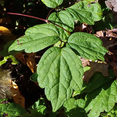 Clematis virginiana - Virgin’s Bower  leaves with toothed margins