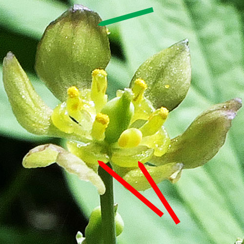 Caulophyllum thalictroides - Blue cohosh - Flowers