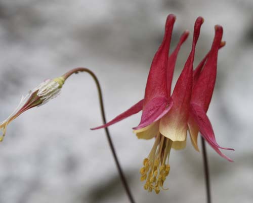 Aquilegia canadensis (Eastern Columbine)