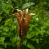 <i>Aquilegia canadensis</i> ( Wild Columbine ) - Fruiting structure