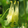 <i>Aquilegia canadensis_var_corbett</i> ( Yellow Wild Columbine ) - www.AwesomeNativePlants.info